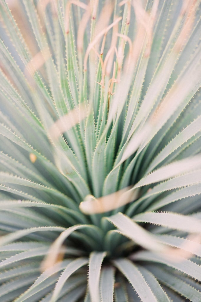 Arizona desert plants