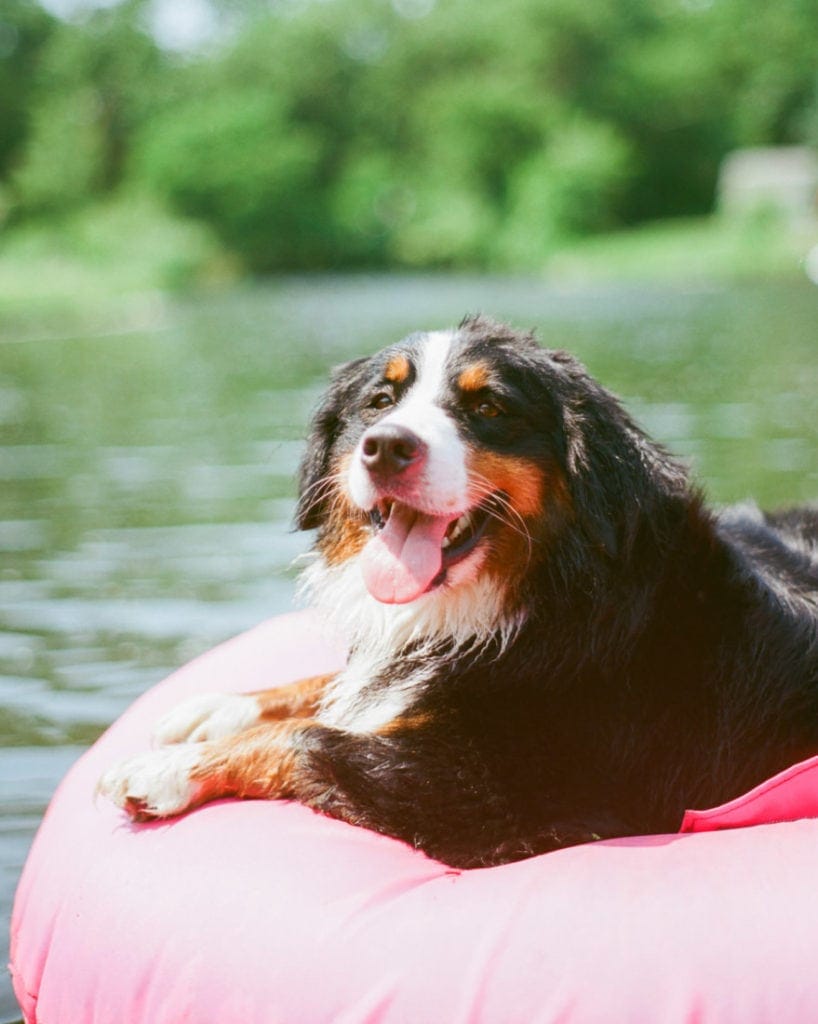 Bernese Mountain dog on a float | Ektar 100 film