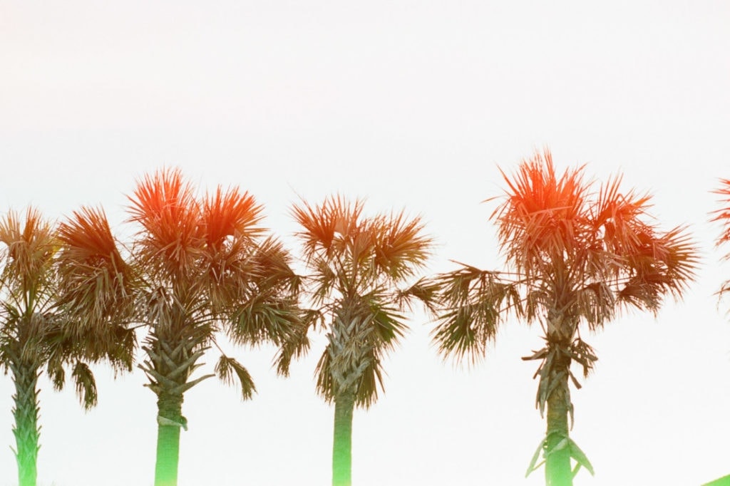 Psychedelic Blues film with palm trees at Tybee Island