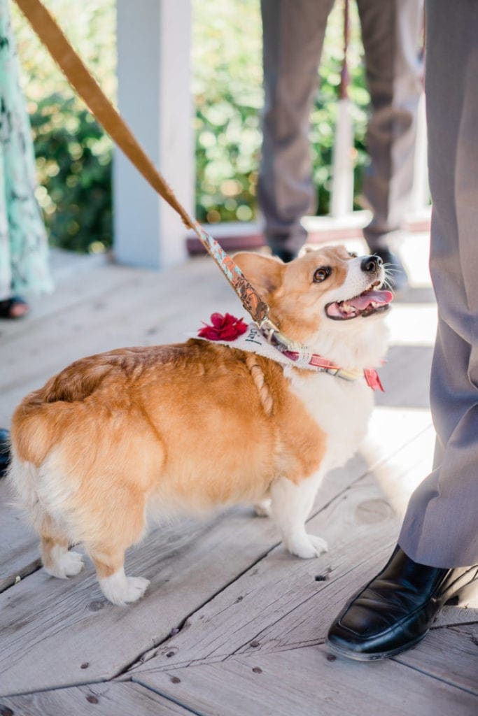dog as a flower girl | Colorado wedding photographer