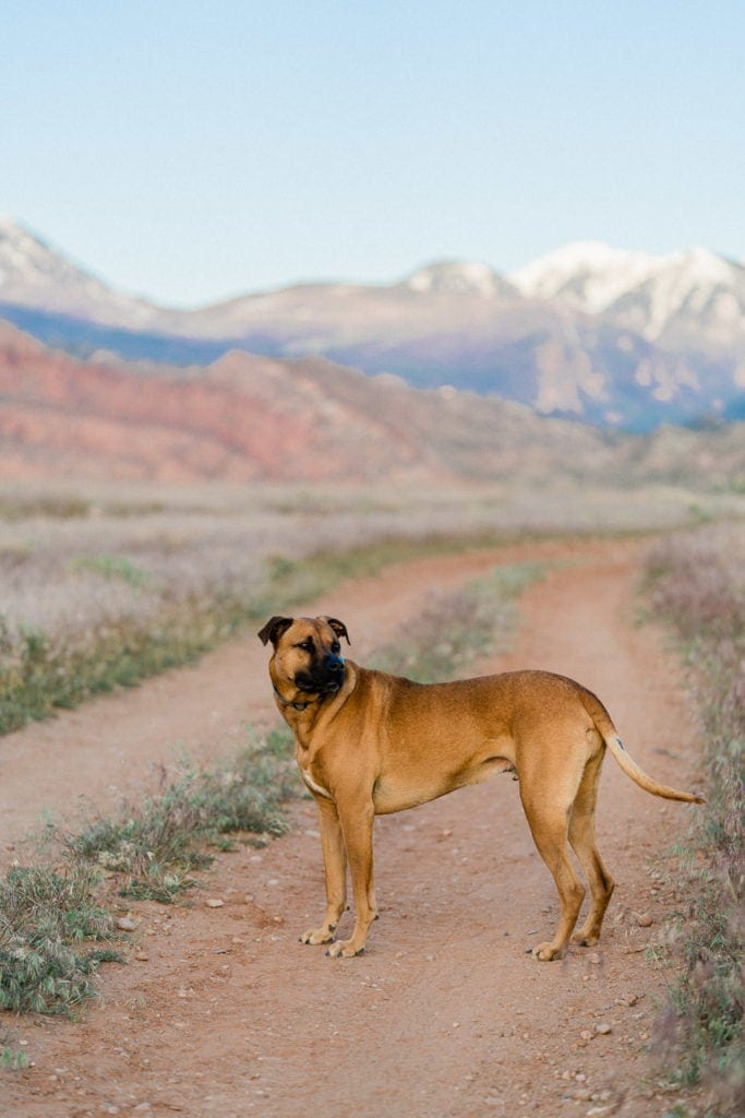 Japhy the adventure pup in Moab, Utah