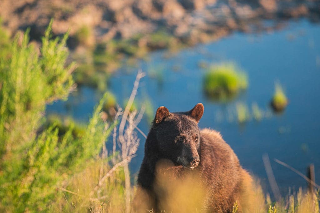 Leave no trace to protect wildlife like this black bear near Crested Butte, Colorado.