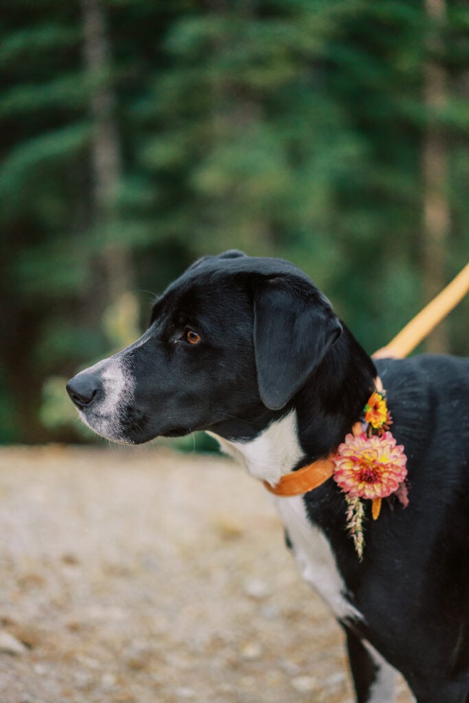 Dog at an elopement in Colorado with a floral collar.