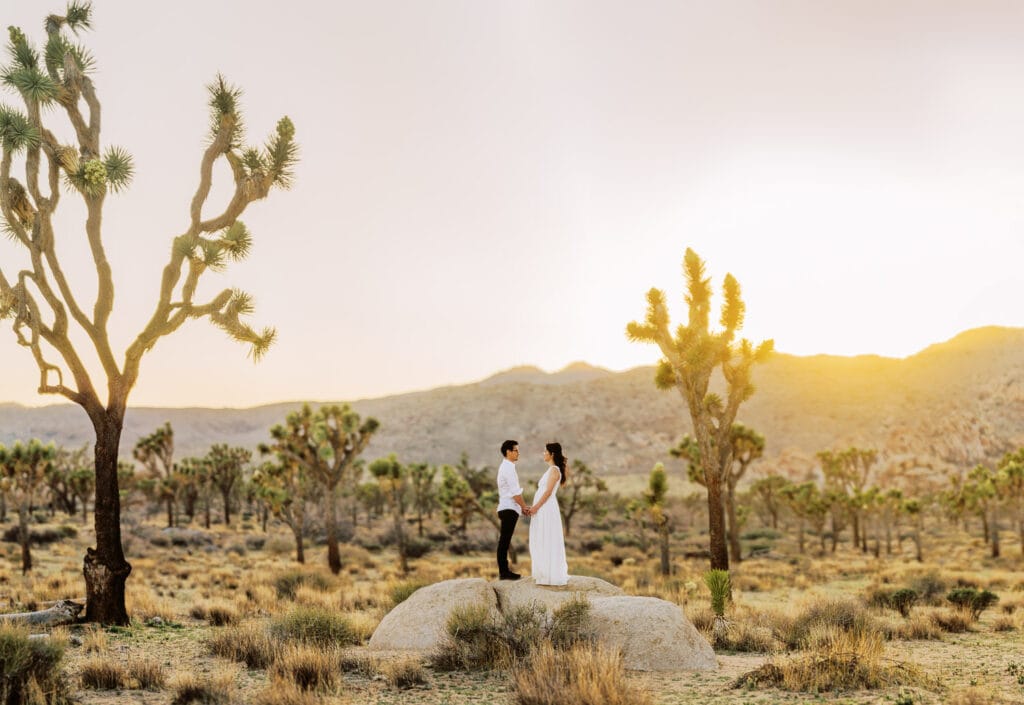 Bride and groom stand in the middle of Joshua Trees on a rock at sunset inside a national park.